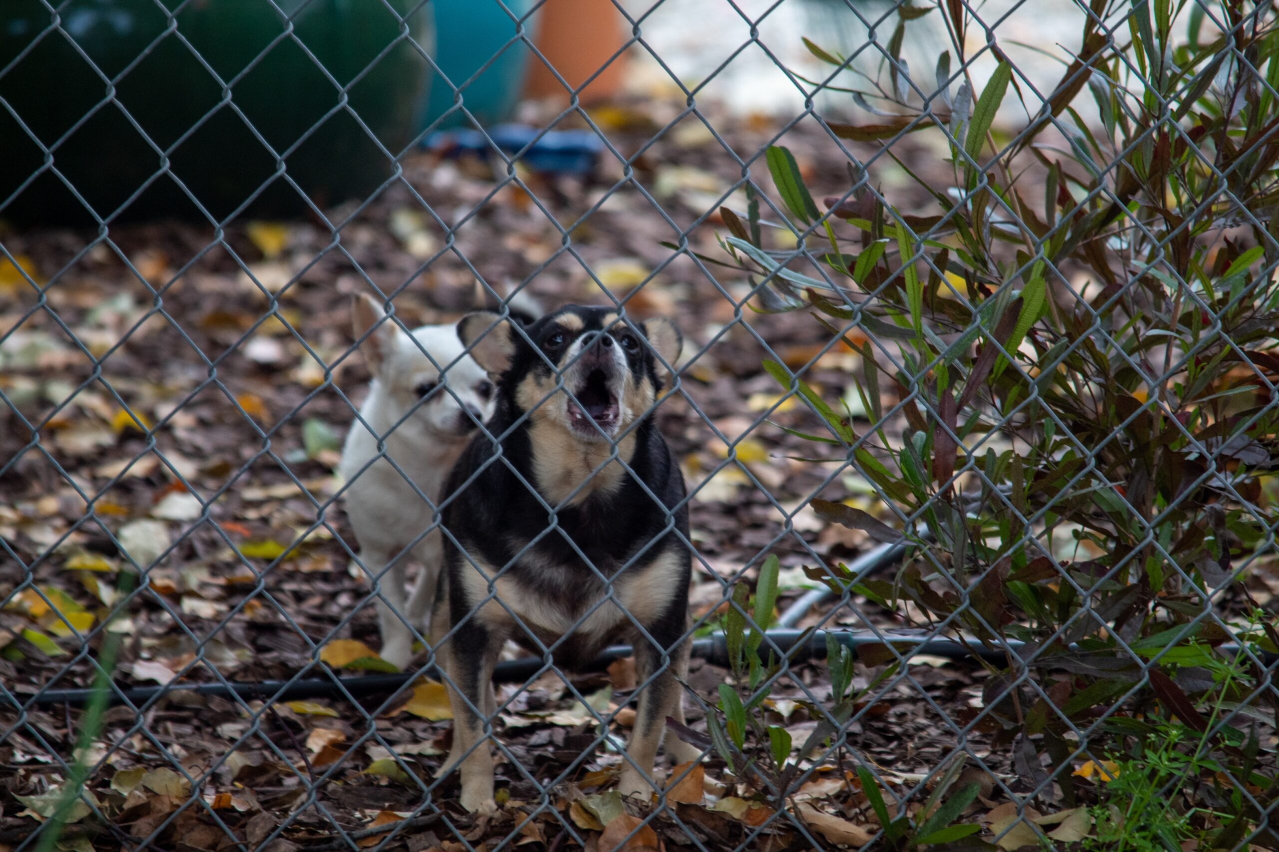 Why You Should Call a Personal Injury Attorney If You've Suffered an Animal Bite